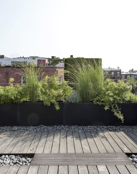 Ask the Expert: Roof Garden Basics with Designer Julie Farris Terasse Ideas, Garden Basics, Roof Garden Design, Rooftop Terrace Design, Rooftop Design, Matthew Williams, Rooftop Patio, Have Inspiration, Terrace Design