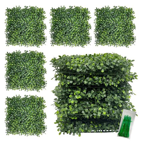 Boxwood backdrop