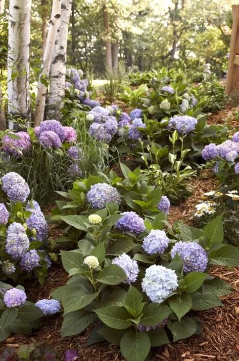 Hydrangea Shade, Prune Hydrangeas, Hardy Hydrangea, Hydrangea Landscaping, Bigleaf Hydrangea, Endless Summer Hydrangea, Hydrangea Garden, Hydrangea Macrophylla, Cottage Garden Plants