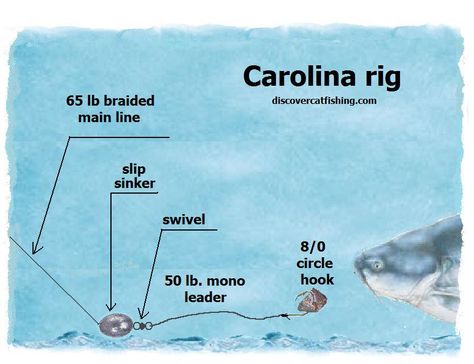 3 Catfish Rigs To Use In Any Situation Catfish Rigs, How To Catch Catfish, Carolina Rig, Catfish Bait, Fishing Ideas, Catfish Fishing, Fly Fishing Tips, Bass Fishing Tips, Fishing Rigs