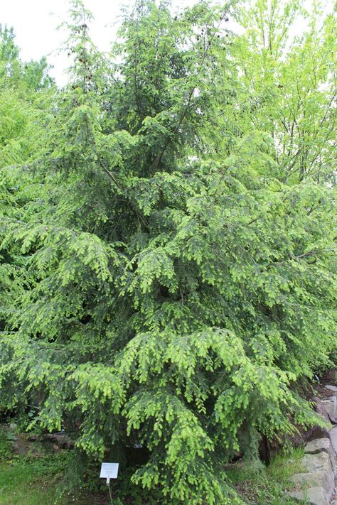 Tsuga Canadensis, Eastern Hemlock, Canadian Hemlock, Trees For Front Yard, Eastern Redbud, Tree Seeds, Ornamental Trees, Home Landscaping, Small Trees