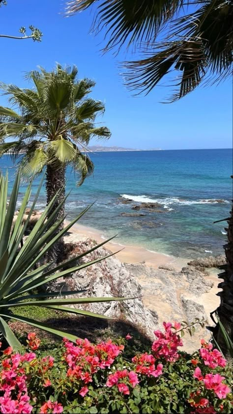 Tropical Places, Dreamy Beach, Wallpaper Iphone, Palm Trees, Hawaii, The Beach, Trees, Holidays, Iphone