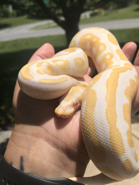 Albino Ball Python, Snake Pictures, Snake Enclosure, Black Pastel, Reptile Room, Ball Pythons, Cute Snake, Gorgeous Cats, Ball Python