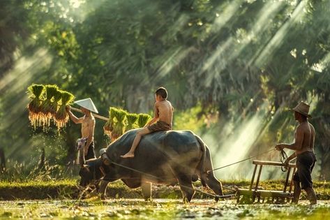 Premium Photo | Asian farmer and child in rice paddy field with buffalo Laos Culture, Vietnam Photos, Paddy Field, Myanmar Art, Female Farmer, Rice Paddy, Aerial Dance, Art Village, Wonderful Life