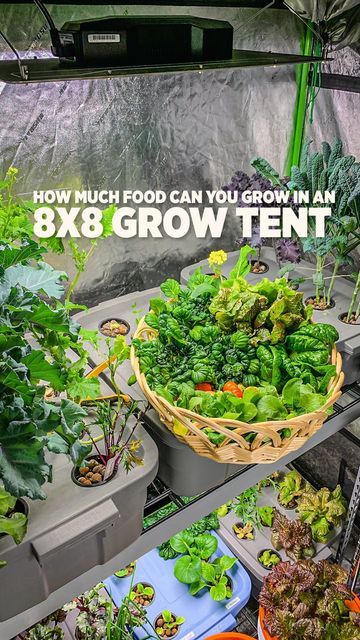 Grow Tent Setup, Grow Tent Vegetables, Indoor Hydroponic Gardening, Hydro Gardening, Indoor Tents, Growing Food Indoors, Grow Room, Indoor Vegetable Gardening, Grow Tent