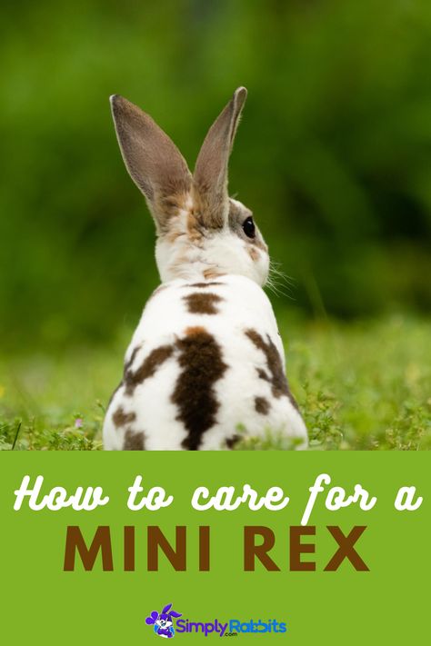 Mini Rex Bunny, Mini Rex Bunnies, Rex Bunny, Rex Rabbits, Bunny Tips, Mini Rex Rabbit, Pet Rabbit Care, Pet Bunny Rabbits, Rabbit Breeds