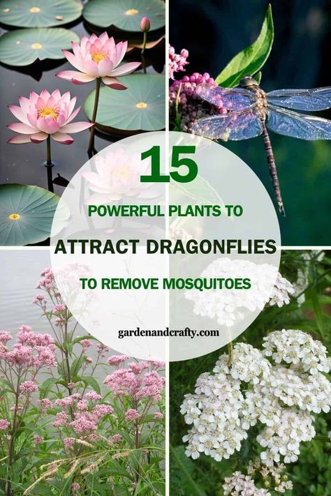 15 Powerful Plants to Attract Dragonflies and Say Goodbye to Mosquitoes for Good Attract Dragonflies, Halloween Fence, Meadow Sage, Outdoor Fall Decor Ideas, Marsh Marigold, Garden Hacks Diy, Small Purple Flowers, Dragonfly Garden, Swamp Milkweed