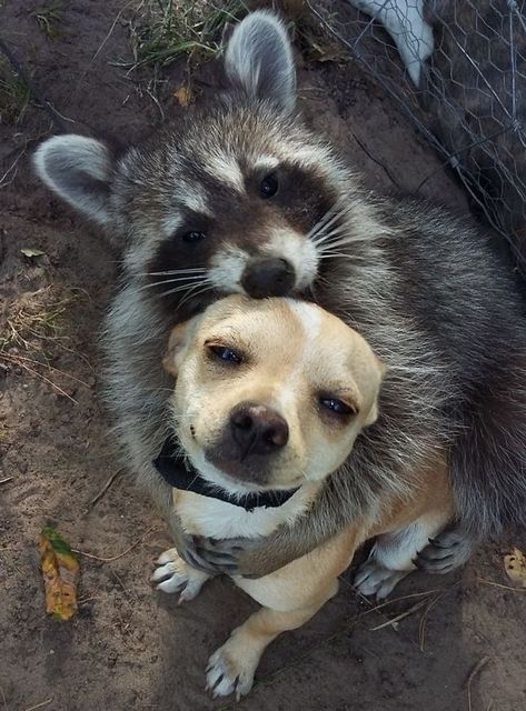 Pet Raccoon, Cute Raccoon, Raccoon Funny, Animals Friendship, Trash Panda, Silly Animals, The Perfect Guy, Racoon, Cute Little Animals