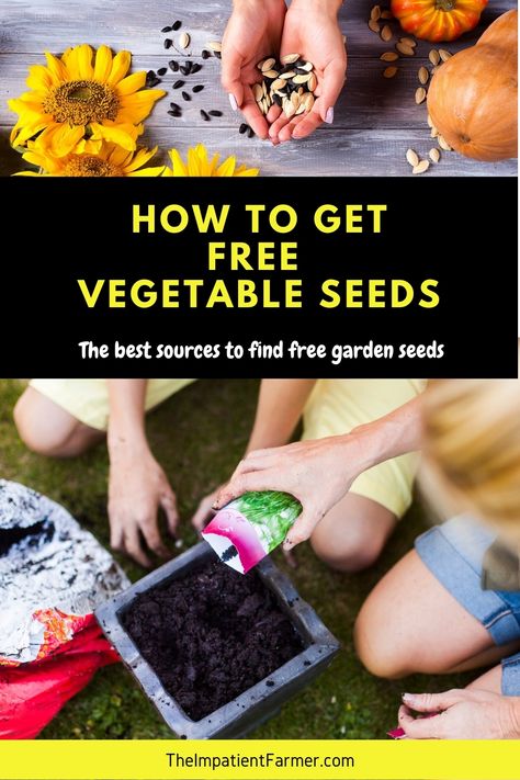 Five easy ways to get free vegetable seeds to plant in your garden. How to find seed libraries, exchanges, swaps, and other cool ways to get free seeds. #freeseeds #garden Apartment Homestead, Seed Library, Saving Seeds, Free Seeds, Starting A Vegetable Garden, Seed Catalogs, Vegetable Seeds, Seed Saving, Growing Fruit