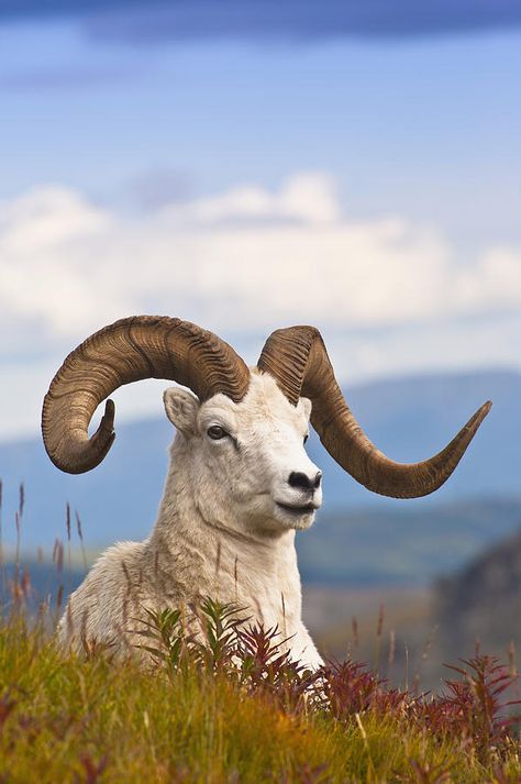 Goat Reference, Big Horned Sheep, Bakri Eid, Dall Sheep, Wild Sheep, North American Animals, Wild Animals Photography, Album Artwork Cover Art, Big Horn Sheep