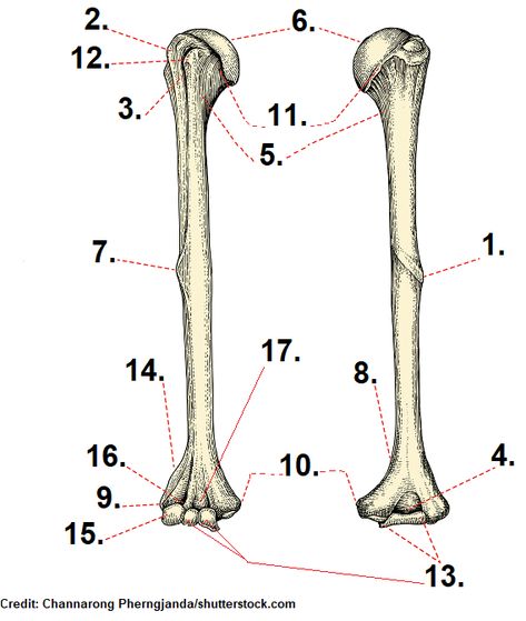 Humerus Bone Anatomy, Ulna Bone, Humerus Bone, Bone Anatomy, Axial Skeleton, Human Skeleton Anatomy, Arm Bones, Nclex Review, Anatomy Bones