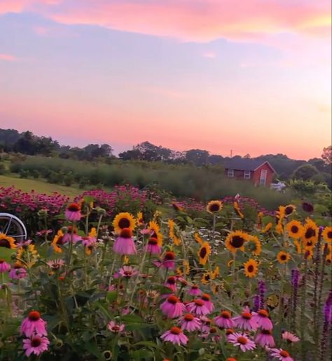 Micro Flower Farm, 20k Followers, Instagram Flowers, Flower Stand, All This Time, Flower Stands, 2025 Vision, Flower Farm, All About Time