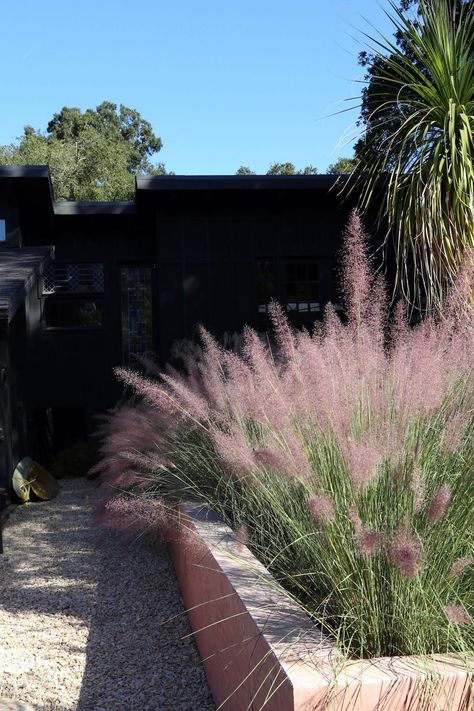 Pink muhlenbergia grass in drought tolerant desert garden. Desert Grasses Landscaping, Desert Backyard Landscaping, Mediterranean Gardens, Desert Backyard, Desert Gardens, Topanga Canyon, Drought Tolerant Landscape, Hillside Landscaping, Dry Garden