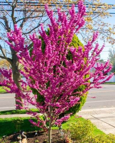 10+ Dwarf Redbud Tree Varieties – World of Garden Plants Rising Sun Redbud, Redbud Trees, Cercis Canadensis, Front Flower Beds, Redbud Tree, Red Bud, Corner Garden, Ace Of Hearts, Blooming Trees