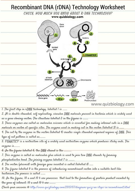 Recombinant DNA Technology Worksheet Recombinant Dna Technology Notes, Biotechnology Notes, Recombinant Dna Technology, Cell Biology Notes, Dna Worksheet, Dna Cloning, Dna Activities, Dna And Genes, Dna Facts