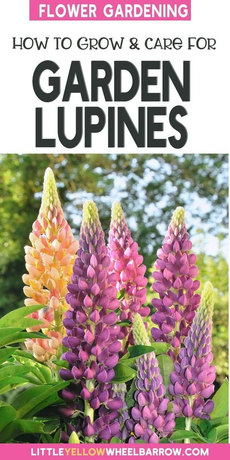 Learn how to grow stunning lupins in your garden with our comprehensive guide! Discover the best soil, lighting and watering techniques to ensure your lupins thrive. From planting to maintenance, we'll cover everything you need to know to create a beautiful lupin display in your outdoor space. Lupines Garden, Lupine Flowers, Garden Flower Beds, Vegetable Garden Planning, Best Perennials, Container Gardening Flowers, Tall Flowers, Garden Yard Ideas, Container Flowers