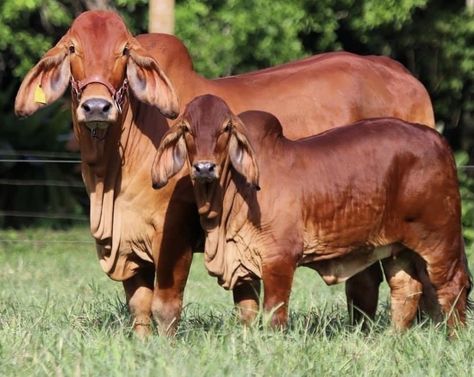 Brahman Cattle Art, Brama Bull, Brahman Cow, Cattle Pictures, Milk Advertising, Brahma Bull, Cow Photos, Bull Cow, Cow Calf