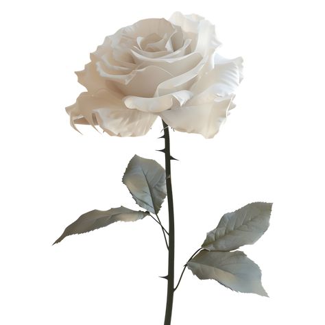 White Rose Png, Rose With Leaves, White Backround, Flower Png Images, Rosé Png, Tree Saw, Cityscape Photos, Reference Poses, Nature Backgrounds