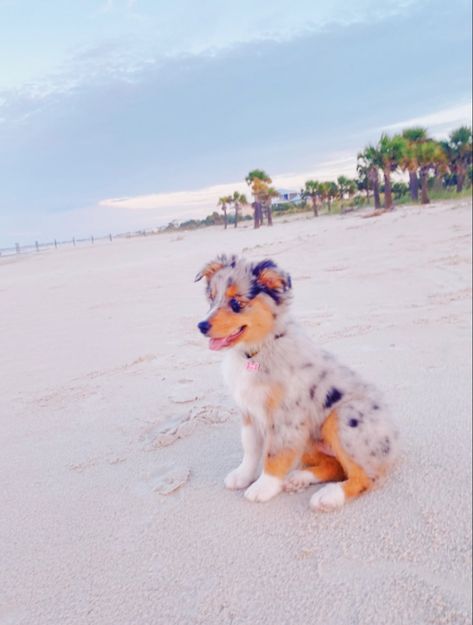 not my pic, message for credit - my edits Australian Shepherd Aesthetic, Aesthetic Puppies, Shepherd Aesthetic, Fluffy Cows, Australian Shepherds, Beach Aesthetic, Australian Shepherd, The Beach, Dogs