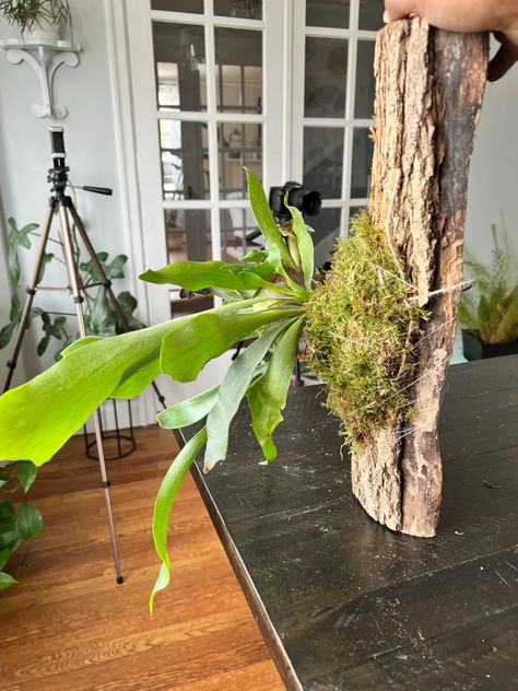 house plants Archives - The Thrifted Planter Ivy Houseplant, Staghorn Fern Mount, Plant Rack, Prince Of Orange, Houseplant Care, Staghorn Fern, Ficus Elastica, Cheese Plant, Rubber Tree