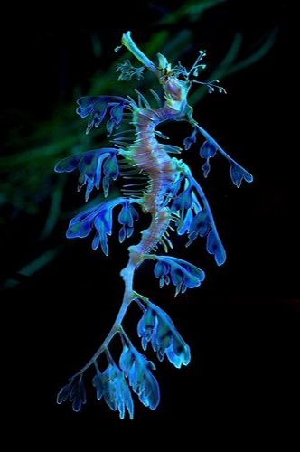 Tropical Sea Creatures, Sea Dragons Art, Rare Sea Creatures, Glowing Sea Creatures, Deep Ocean Fish, Mystical Sea Creatures, Colorful Sea Creatures, Deep Sea Creature, Cool Sea Creatures