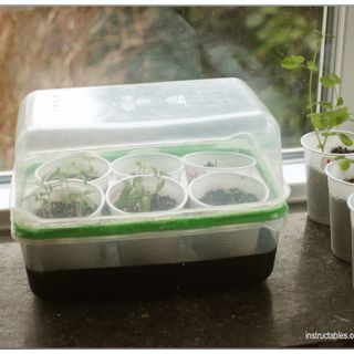 DIY humidity dome for seedlings Diy Humidity Dome, Soaking Seeds Before Planting, Baby Oil Uses, How To Make Fireworks, Sprouting Seeds, Diy Greenhouse, Bubble Wands, Home Vegetable Garden, Tomato Seeds