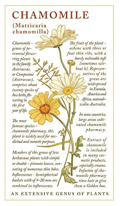 Herbal Flowers Drawing, Chamomile Botanical Illustration, Chamomile Flower Illustration, Vintage Herbal Illustrations, Chamomile Plant Drawing, Camomile Flower Drawing, Chamomile Flowers Drawing, Chamomile Flower Tattoo, Chamomile Drawing