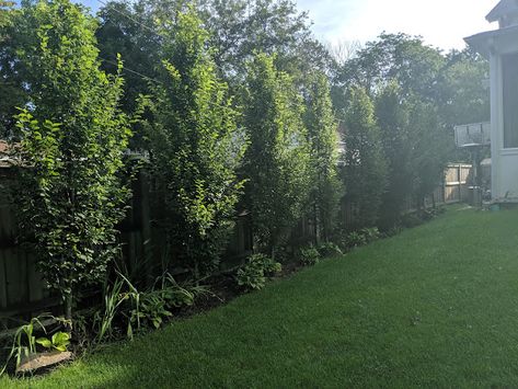 Frans Fontaine Hornbeam Hedge - Second Full Season - September 2019 Calexico California, Evergreen Trees For Privacy, Hornbeam Hedge, Columnar Trees, Bald Cypress, Garden Diary, Garden On A Hill, Conifer Trees, Evergreen Trees