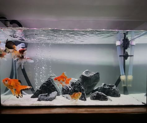 Unique Fish Tanks, Aquarium Craft, Oranda Goldfish, Goldfish Aquarium, Fish Tank Themes, Goldfish Tank, Cool Fish Tanks, Goldfish Pond, Fish Tank Design