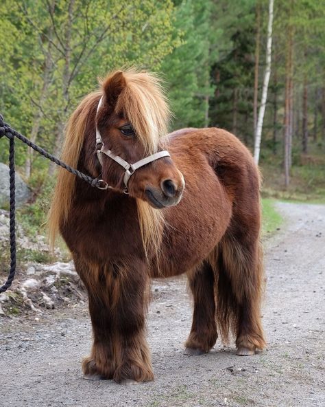 Shetland Pony Mini Shetland Pony, Mini Shetland, Horse Grooming Kit, Barbie Pets, Shetland Ponies, Horse Riding Shirt, Miniature Ponies, Horse Riding Helmets, Pony Breeds