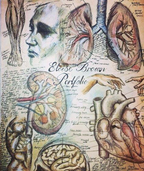 Medical art, anatomy illustration, hand produced, mixed media, pen, watercolour. Leonardo da Vinci and Michelangelo inspired. By Eloise Brown. Anatomy And Nature Art, Internal Anatomy Drawing, Anatomy A Level Art, Anatomy Art Study, Gcse Art Anatomy, Anatomy Artists Gcse, Anatomy Gcse Art Page, A Level Art Sketchbook Anatomy, A Level Art Sketchbook Human Form