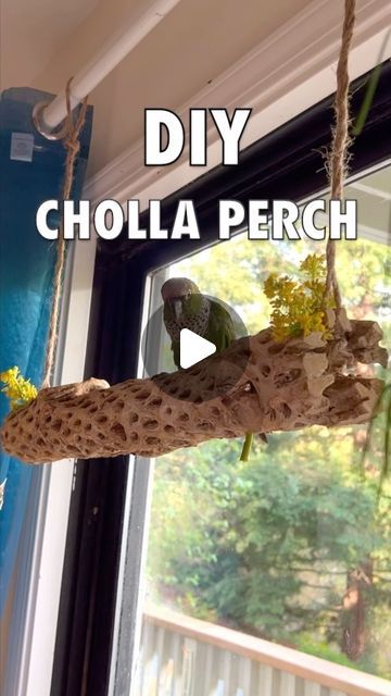 Arlo on Instagram: "Find cholla perches on Amazon or at your local pet store! Give it a rinse first. . . . #conures #conurelife #conuresofinstagram #conuresofig #parrots #parrotlife #parrotsofinstagram #blackcappedconure #conuretoys #parrottoys #pets #petbird #birds" Parrot Room Ideas, Indoor Bird Room Ideas, Conure Toys, Parrot Perch, Parrot Cage, Parrot Toys, Bird Perch, Pet Bird, Cool Pets