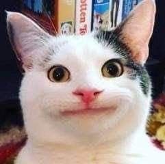 Beluga Cat, Disney World Rides, Funny People Pictures, Funny Cat Photos, Poker Face, Beautiful Picture, Anime Artwork, Cat Gif