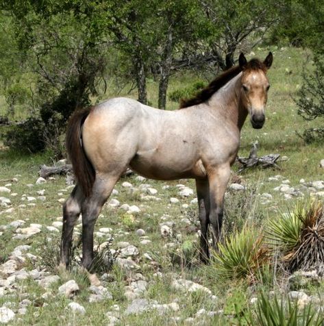 Roan Horse, Buckskin Horse, Horse Facts, American Quarter Horse, Most Beautiful Horses, Most Beautiful Animals, Majestic Horse, All The Pretty Horses, Horse Crazy