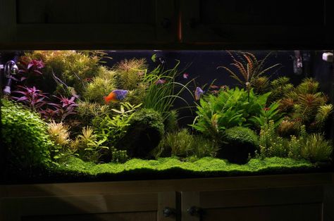 Have You ever seen a nice looking 55 gallon? - Page 4 - The Planted Tank Forum 200 Gallon Fish Tank, 75 Gallon Aquarium, 55 Gallon Aquarium, 55 Gallon Tank, Axolotl Tank, Biotope Aquarium, Fish Tank Themes, Fish Tank Design, Fresh Water Fish Tank