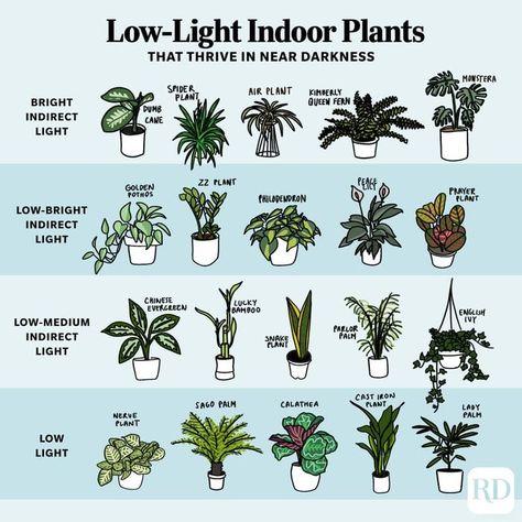 Spring Feeling, Nerve Plant, Low Light Indoor Plants, Calathea Plant, Philodendron Plant, Household Plants, Plant Care Houseplant, Hanging Plants Indoor, Palm Plant