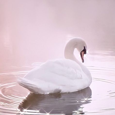 Princess Odette, Swan Aesthetic, Swan Love, Aphrodite Aesthetic, Pink Swan, Mute Swan, Ballet Aesthetic, Ballet Poses, Swan Princess