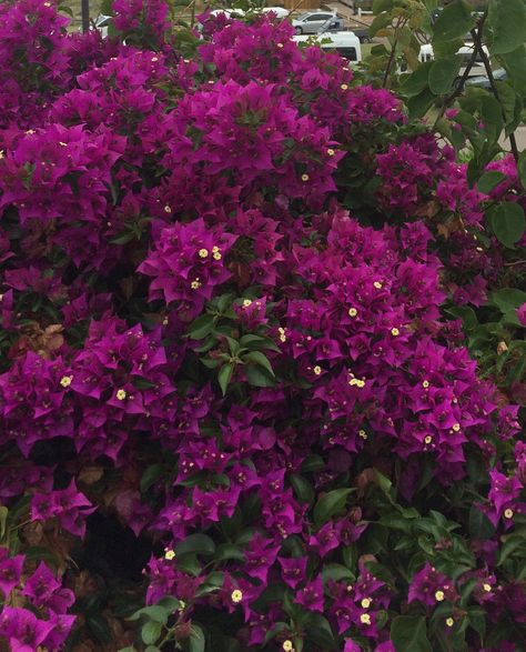 Bogainville Bougainvillea Tree, Santa Rita, Nothing But Flowers, Bougainvillea, Types Of Flowers, Simply Beautiful, Plant Decor, Green Thumb, How Beautiful