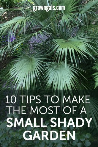 Ten tips to make the most of a small shady garden - GrownGals Small Shady Garden, Small North Facing Garden Ideas, Shady Backyard Ideas, Garden Ideas Nz, Plants That Like Shade, Garden Furniture Ideas, Garden Ideas Uk, Home Garden Ideas, Shady Garden