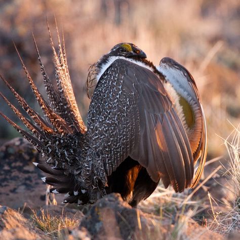 eBird Greater Sage-Grouse Centrocercus urophasianus Robert Lewis 8 Apr 2010 Grasshopper Valley, Lassen, California, United States California Sage Grouse, Big Sagebrush, Sage Grouse, Ruffed Grouse, Grass Valley California, Kancamagus Highway, The Unit, United States, Birds