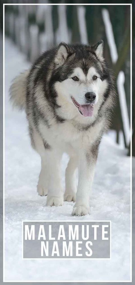 Finding the best Malamute names can be tricky. There are so many wonderful ways to choose. How can you possibly pick the right one?! Heel Inspiration, Girl Husky Names, Malamute Mix Breeds, Siberian Husky Names, Brown Alaskan Malamute, Alaskan Malamute Red, Husky Names, Big Fluffy Dogs Alaskan Malamute, Malamute Husky