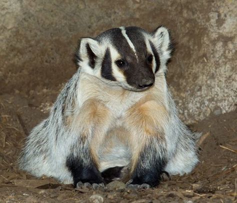 American Badger, Honey Badgers, House Coffee, Planets Wallpaper, Honey Badger, Awesome Sauce, Extinct Animals, Wildlife Photos, Silly Animals