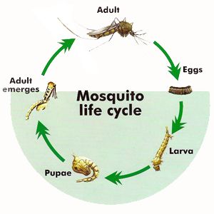 Life Cycle Of A Fly, Life Cycle Of A Mosquito, Mosquito Life Cycle, Insects Pictures, Disease Infographic, Life Cycles Preschool, Human Life Cycle, Life Cycle Craft, Flying Animals