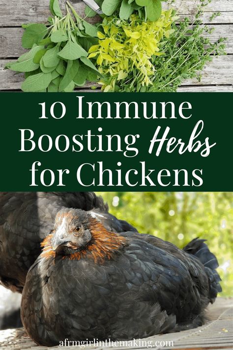 Immune Boosting Herbs for Chickens and Other Poultry Vitamins For Chickens, Paradise Paddock, Plants For Chickens, Chicken Bits, Dust Bath For Chickens, Chicken Coupe, Chicken Coups, Herbs For Chickens, Food For Chickens