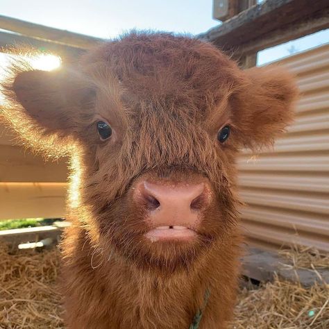 Cows | Farm | Animals on Instagram: “@luciadougall It’s the front teeth for me xx ♥️Tag your friends 🐮Follow @cowsglad for daily cute cows 🐮Follow @cowsglad for daily cute cows…” Front Teeth, Baby Cow, Cow, The World, Animals, On Instagram, Instagram