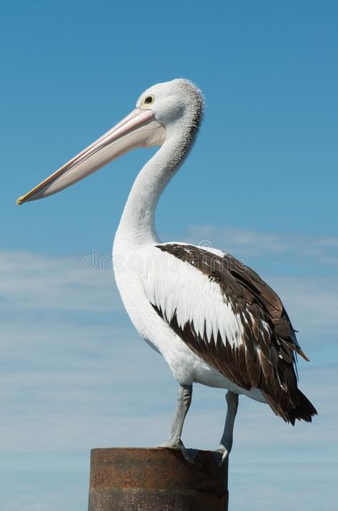 Australian Pelican. Majestic Australian Pelican standing tall perched on a post , #AD, #Majestic, #standing, #Australian, #Pelican, #tall #ad Pelican Drawing, Pelican Photos, Surfing Art, Pelican Art, Ocean Surf, Australian Wildlife, Sea Side, The Blue Sky, Australian Birds