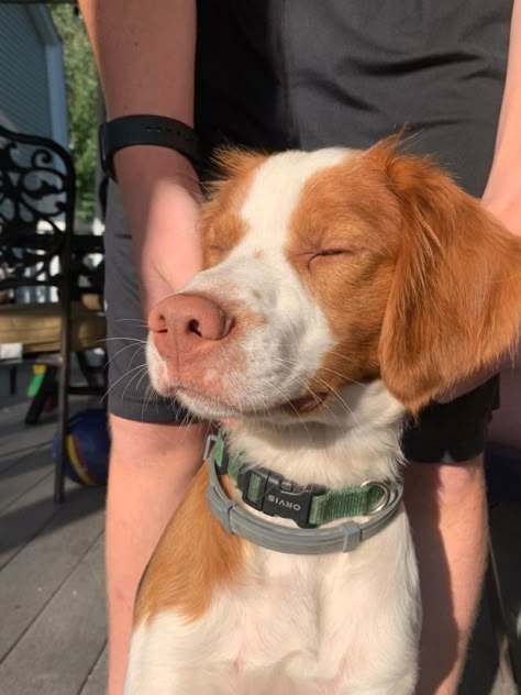 Brittany Spaniel Aesthetic, Britanny Dog, Brittney Dog, Britney Spaniel Dog, Majestical Animals, Breton Dog, Britney Spaniel, Brittney Spaniel, Brittany Spaniel Puppies