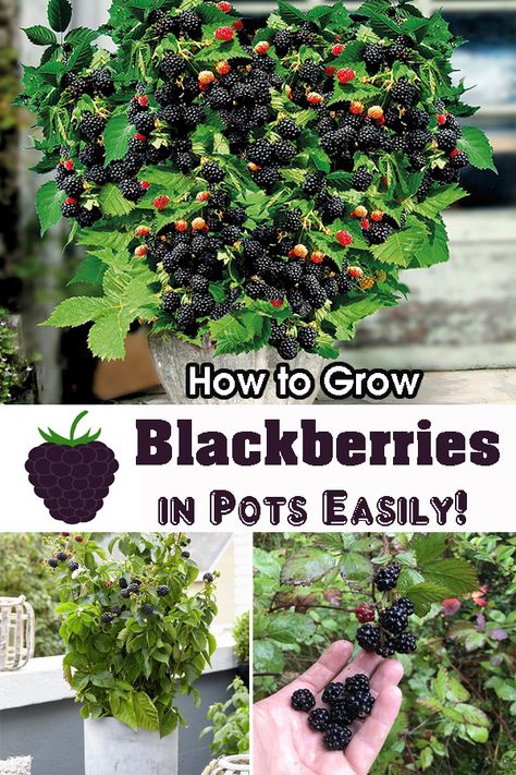 Blueberry Tree In Pot, Growing Black Berries In Containers, Blackberry Tree How To Grow, How To Grow Berries Indoors, Blackberries In Pots, Planting Blackberries In Containers, Backyard Garden Decor Ideas, How To Plant Blackberries, Fruit Plants In Pots