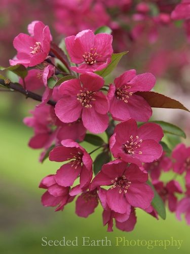 Malus Hupehensis, Apple Tree Tattoo, Crab Apple Tree, Crabapple Tree, Unusual Flowers, Crab Apple, Beautiful Flowers Wallpapers, Beautiful Rose Flowers, Tree Tattoo