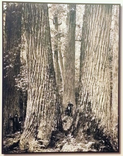 Photo of giant Chestnut trees in Western North Carolina which was published in the January 1910 issue of the American Lumberman magazine. The Chestnut blight of the early 20th century killed these giant trees. Photo on display at the Highlands Biological Station Nature Center in Highlands NC (Sep 2017). Giant Slayer, American Chestnut, Chestnut Trees, Giant Tree, Old Trees, Appalachian Mountains, Big Tree, Shaker Style, Vintage Pictures